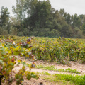 Mr BALLATORE_Cooperative-viticole_31-10-19-6-3.jpg
