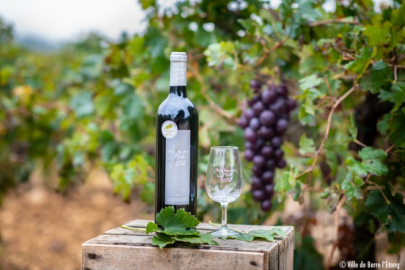 Mr BALLATORE_Cooperative-viticole_2019-10-31-3.jpg