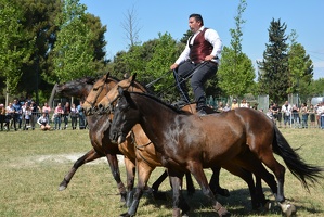 Bénédiction des chevaux