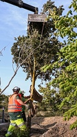 Pose du 1er arbre de l'éco-quartier
