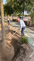 Pose du 1er arbre de l'éco-quartier