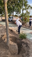 Pose du 1er arbre de l'éco-quartier