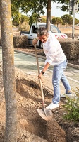 Pose du 1er arbre de l'éco-quartier