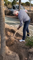 Pose du 1er arbre de l'éco-quartier