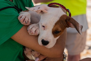 Cani-paddle avec nos séniors