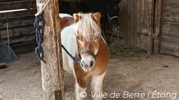 CSLH - Stage d'équitation