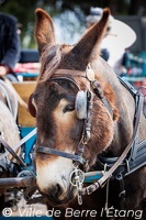Bénédiction des chevaux du 1er mai